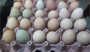 Huevos Criollos X Panal