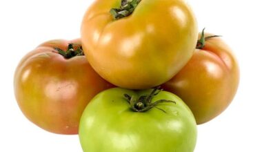 Tomate Milano<br>x Libra