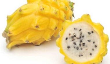 Pitaya <br> X libra