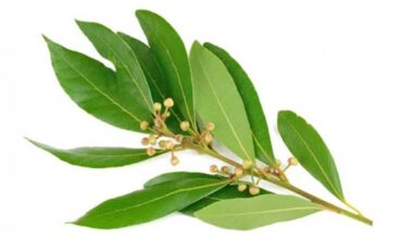 Laurel<br>x Atado