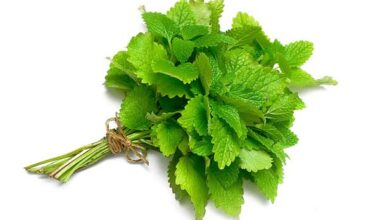 Toronjil<br> x Atado