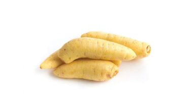 Arracacha<br>x Libra